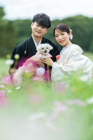 コスモスと日本庭園