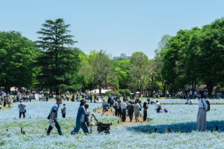 大人気ネモフィラとスタジオ撮影