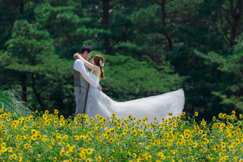 満開のひまわりとともに