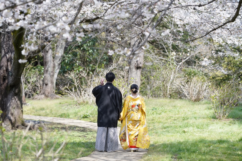 桜満開