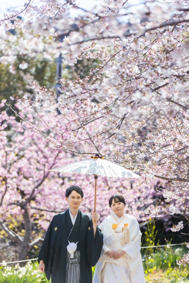 伊豆の桜