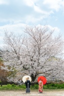 4月8日の昭和記念公園の春のお花