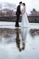 桜雨ロケ