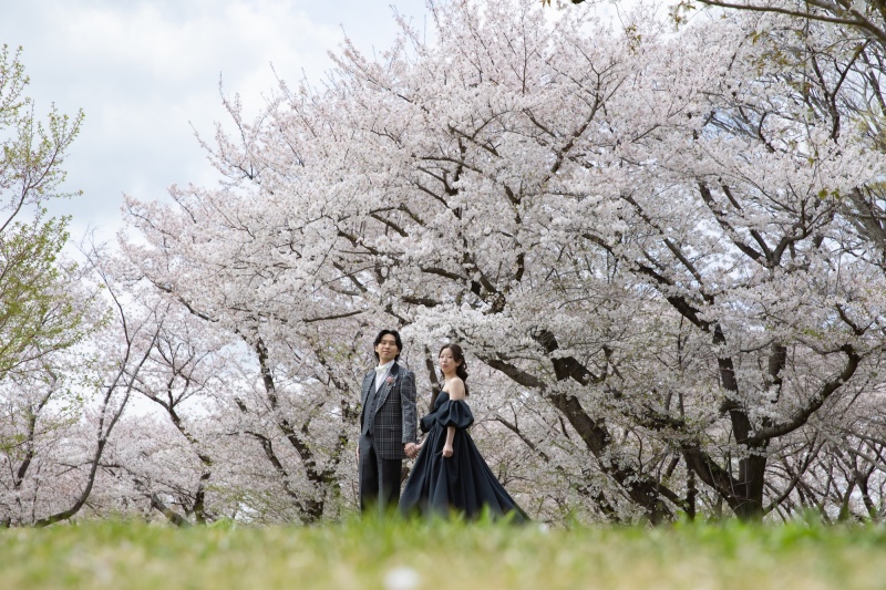 昭和記念公園の桜と菜の花