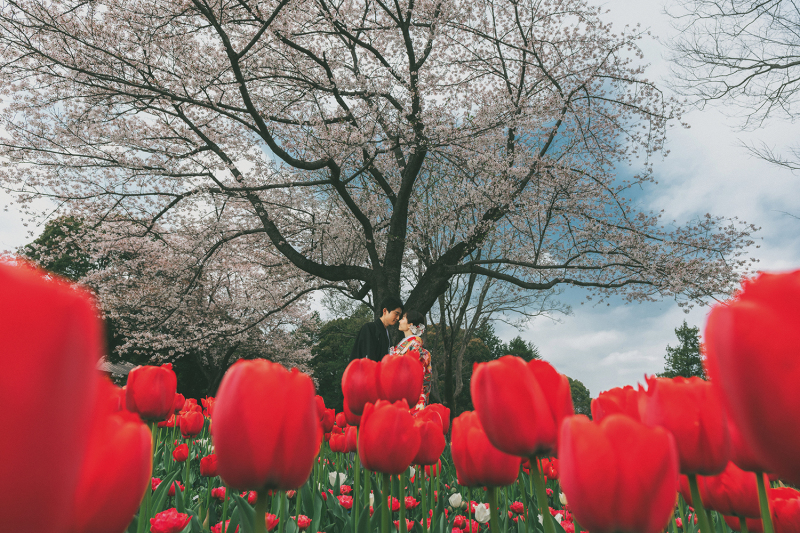 桜の季節