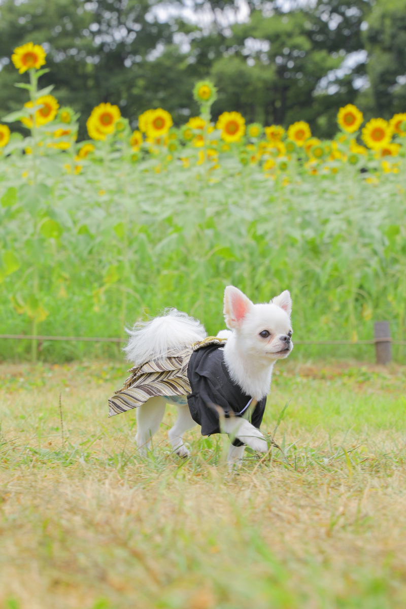 大切な家族と夏の思い出写真！