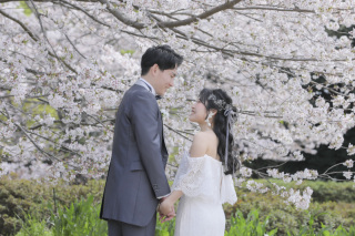 桜とチューリップのいいとこ撮り!