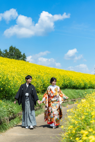 キバナコスモス