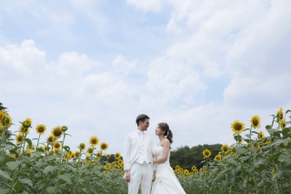 青空とひまわり撮影