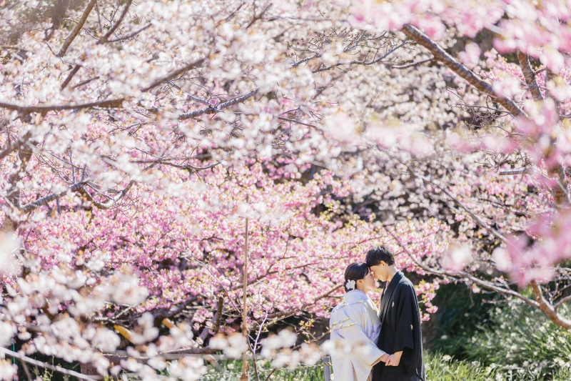 伊豆の桜