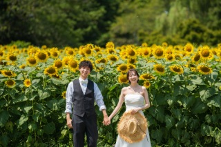 昭和記念公園のひまわり