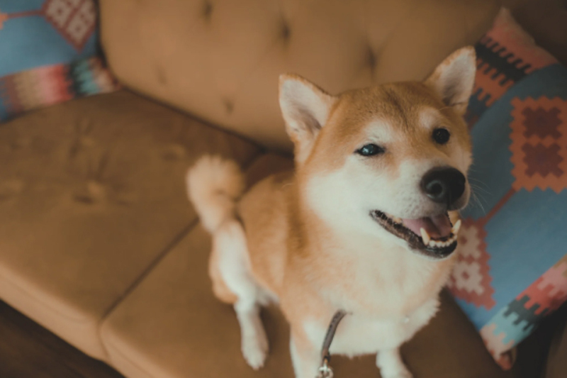 愛犬と撮るフォトウェディング