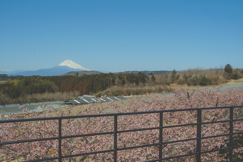 河津桜と撮るフォトウェディング、ご予約受付中！