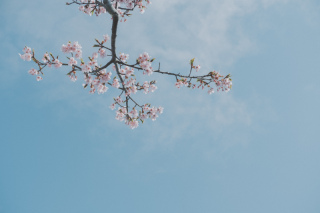 桜を背景にロケーションフォトはいかがですか?