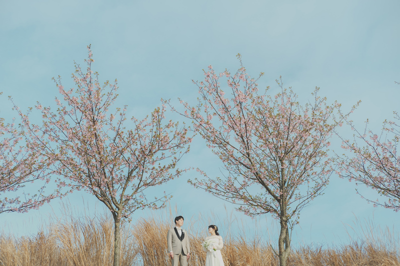 河津桜と撮るフォトウェディング、ご予約受付中！