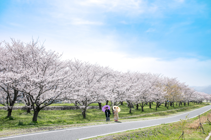 桜ロケーションフォト