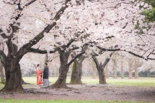 雨×桜