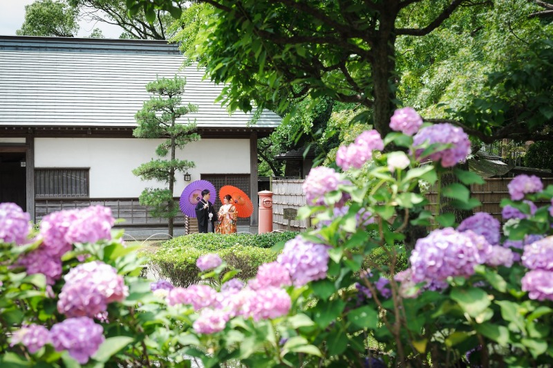 花田苑の紫陽花ショット✿