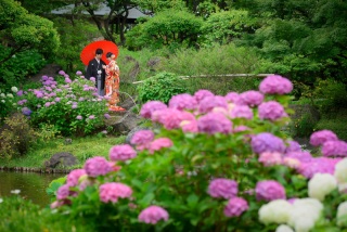 花田苑❊紫陽花