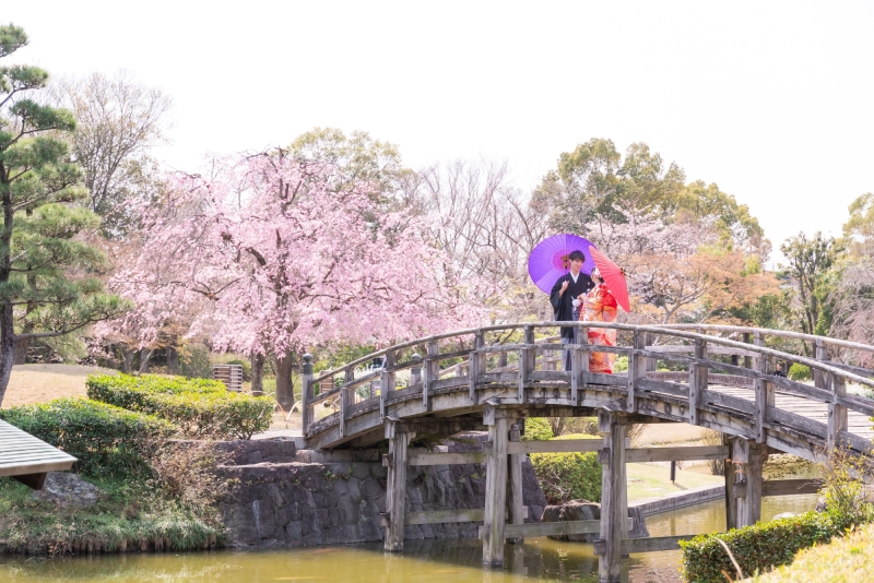 花田苑桜