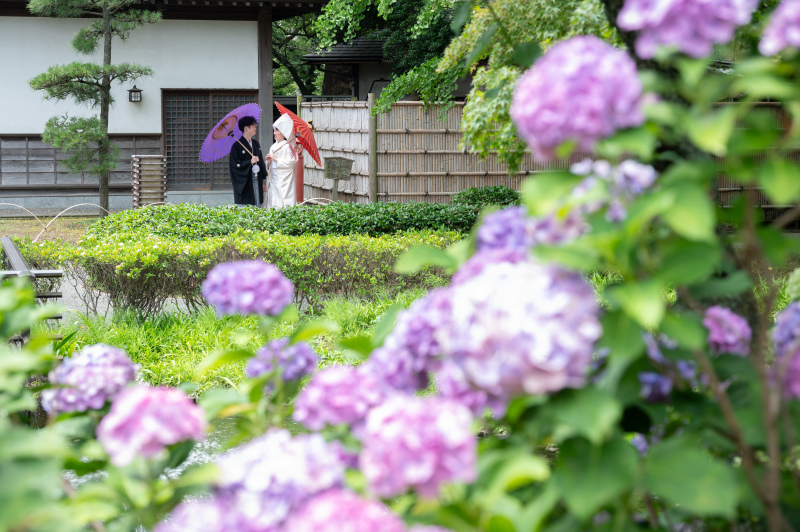 6月は紫陽花の季節♪