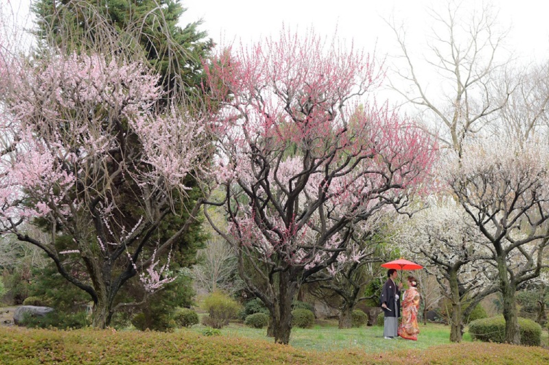 さいたま市民の森で早咲きの桜と撮影できます♪