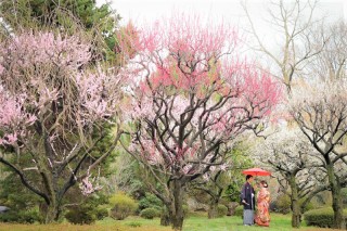 梅の時期の撮影