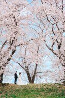 桜の時期まで３週間！