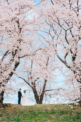 桜の時期まで3週間!