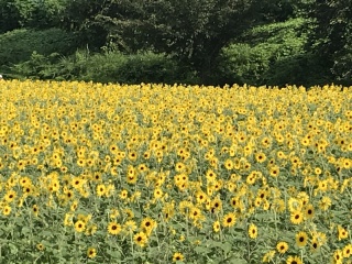 ひまわり畑での撮影、いかがですか?