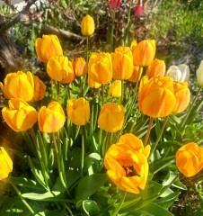 札幌にも少しずつ…