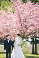 春の桜ロケーションフォト お申込みスタート!!