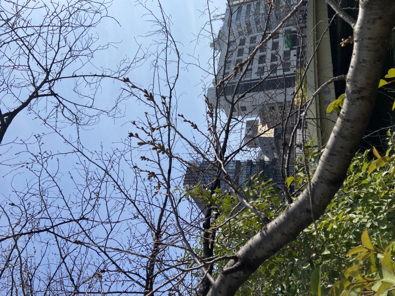 茅場町の桜の蕾
