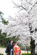 さくら♪さくら♬