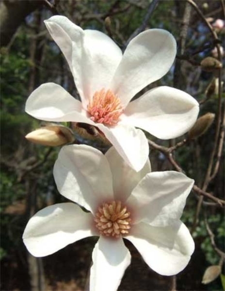 2/23のお花紹介❀