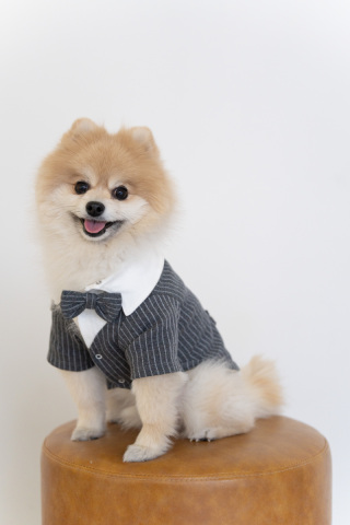 【ペットフォト無料】ペットちゃんだけのショットも可能【スタジオ＆ロケ】