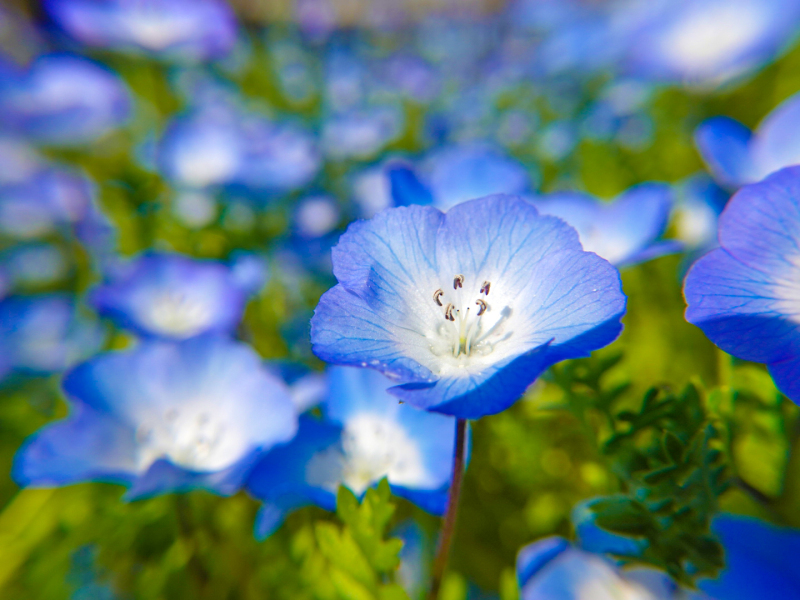 2/21のお花紹介❀
