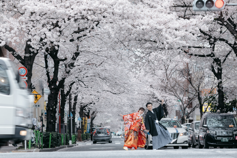 【桜撮影】横断歩道②