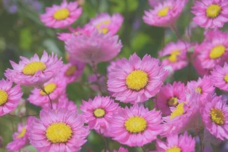 2/22のお花紹介❀