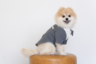 【ペットフォト無料】ペットちゃんだけのショットも可能【スタジオ＆ロケ】