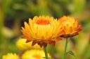 2/28のお花紹介❀