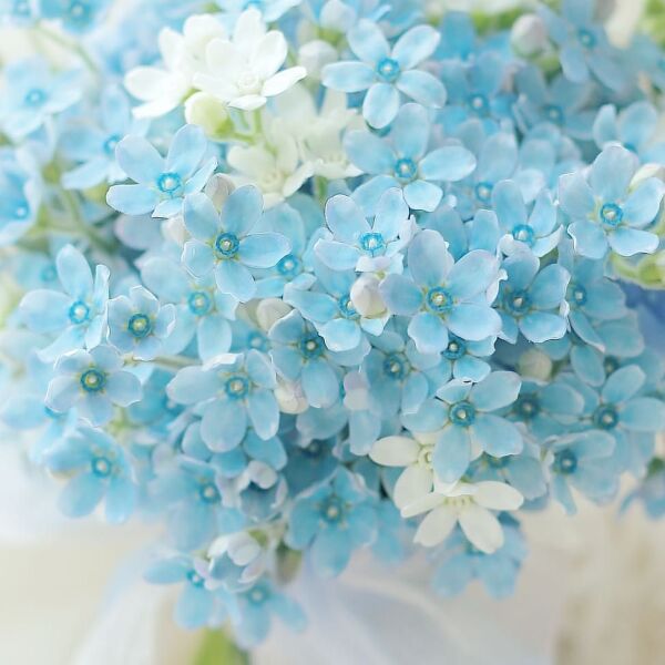 お花紹介⑨