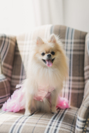 かわいいペットフォト集♡