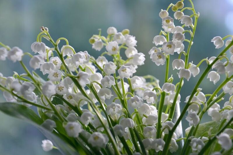お花紹介⑩