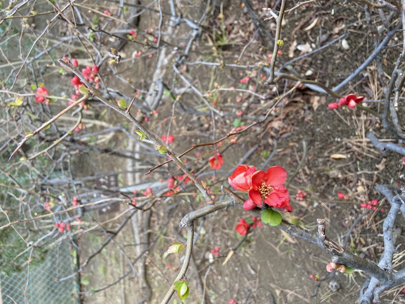 さざんかの花
