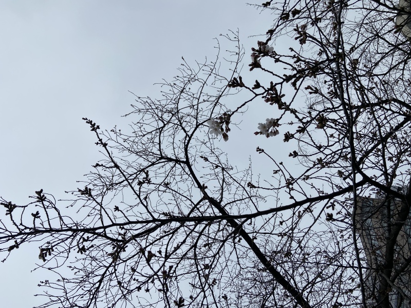 茅場町の桜、開花しました！