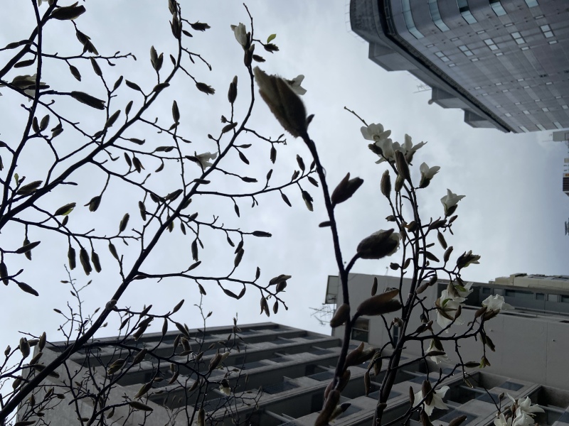開きはじめた木蓮の花
