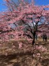 代々木公園の河津桜