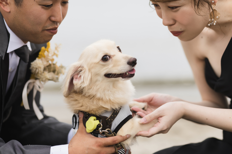 【稲毛海浜公園】スタジオブルーはペットとの撮影が無料♪