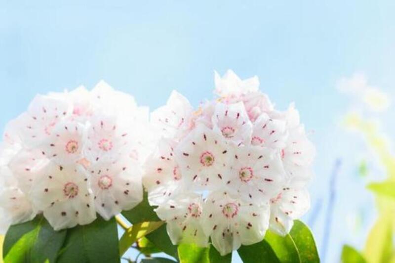 2/20のお花紹介❀